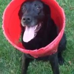 charcoal-dog-red-bucket-051614-600×337
