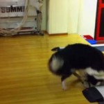 dog-shocked-bowling-ally