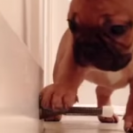 frenchbulldog-630×260