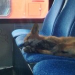 1297586871055_ORIGINAL