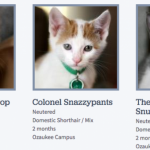 Wisconsin-Humane-Society-Cat-Names-685×337