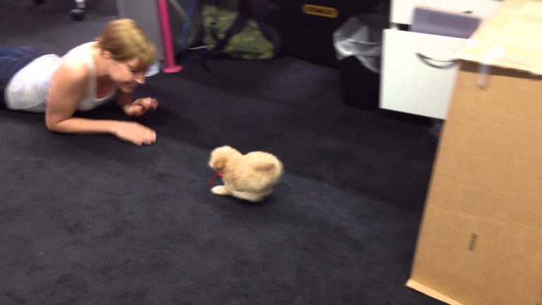 ‘The Incredible Dog Shrinking Machine’ Is A Thing!