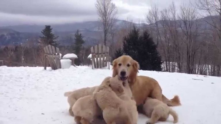 You wish you love the snow as much as these puppies