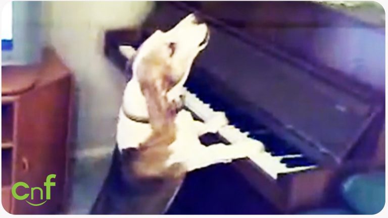 Adorability Overload Alert: Dog Accompanies himself on Piano