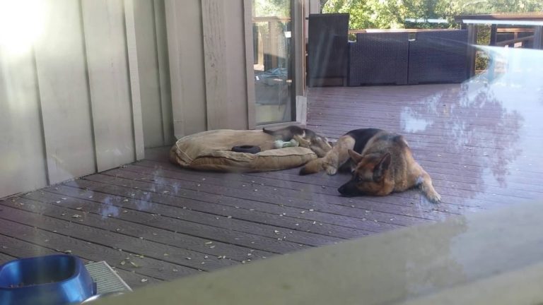 Video: Mother German Shepherd forces her puppy to take a nap