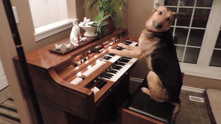 Rescue Dog Plays A Lovely Song On The Piano. Then Takes A Bow.