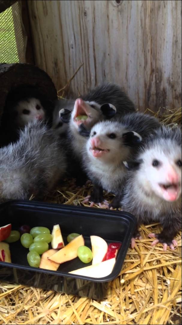 Here are baby opossums enjoying a plate of freshly cut fruit