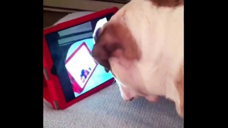Smart Bulldog Figures Out How to Replay Videos on iPad