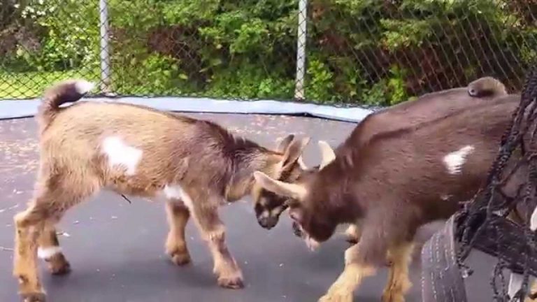 Happy Monday! Here Are Baby Goats On A Trampoline