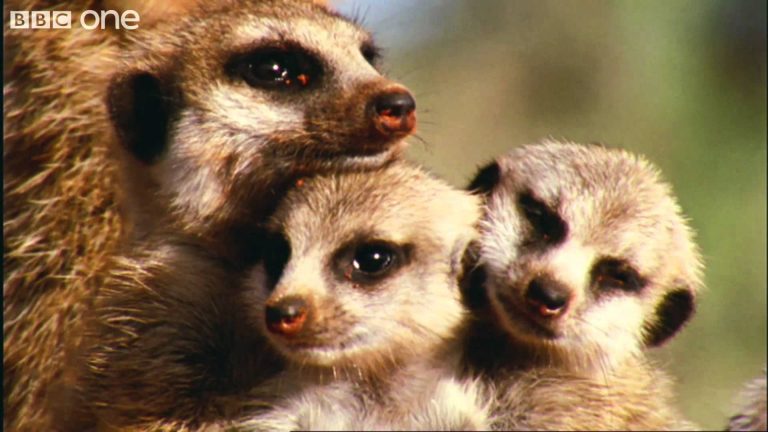 Louis Armstrong’s classic song What A Wonderful World will forever change when you see this video