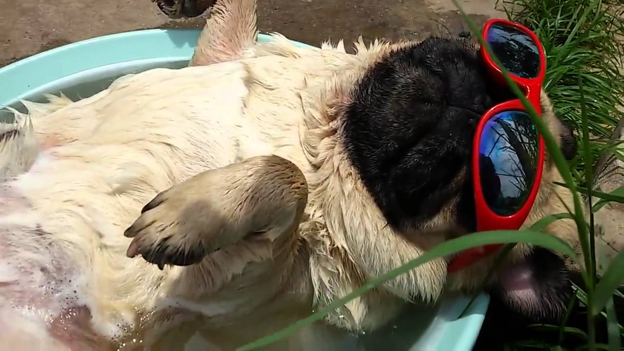 This video? Oh, it’s just a pug wearing sunglasses snoring while lying in a tiny tub