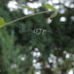LOL-Spider-Web-e1440597164228