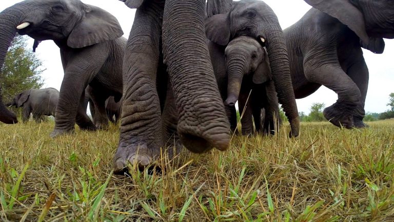 Elephants Get Hold Of A GoPro Camera, And You’ll Never Forget The Results