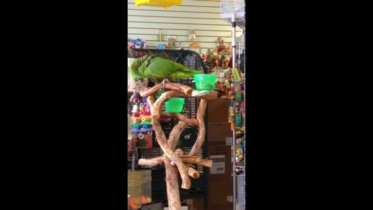 Parrot Sings The Lego Movie’s ‘Everything Is Awesome’