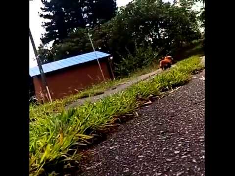 Little Dog Reacts To His Owner’s Pretend Collapse