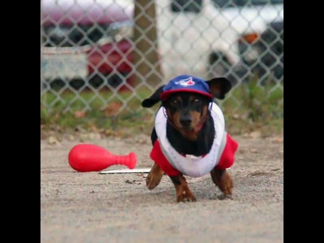 Dachshunds Play Baseball in Little Toronto Blue Jays Uniforms