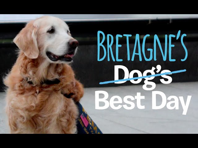 The Last Surviving 9/11 Rescue Dog Has Best Day Ever In Honor Of Her 16th Birthday