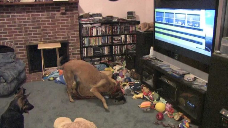 Dog LOVES Watching His Favorite Movie ‘Bolt’
