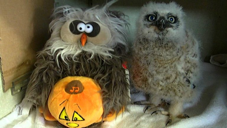 Oakley The Owl Gets His Groove On With Toy Owl Singing “Monster Mash”