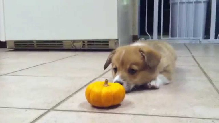 Corgi Puppy Can’t Deal With Mini Pumpkin