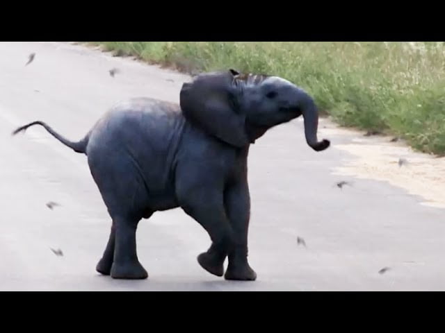 Baby Elephant Calf vs Birds. THIS IS ADBORABLE