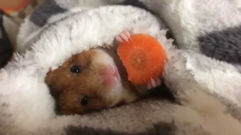 I Don’t Know What You’re Taking About So Here’s A Hamster Eating a Carrot In Bed