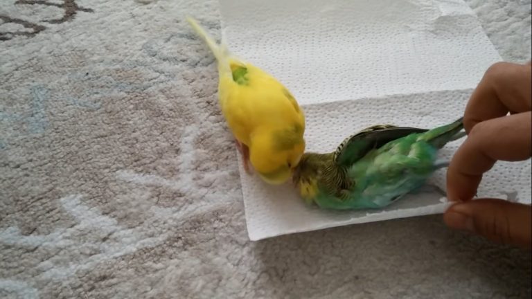 Bird Says Goodbye To Friend In The Saddest Way Possible