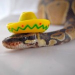 The-World’s-Top-10-Best-Images-of-Snakes-in-Hats-7