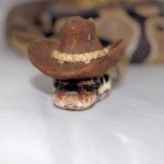 cowboy-snake