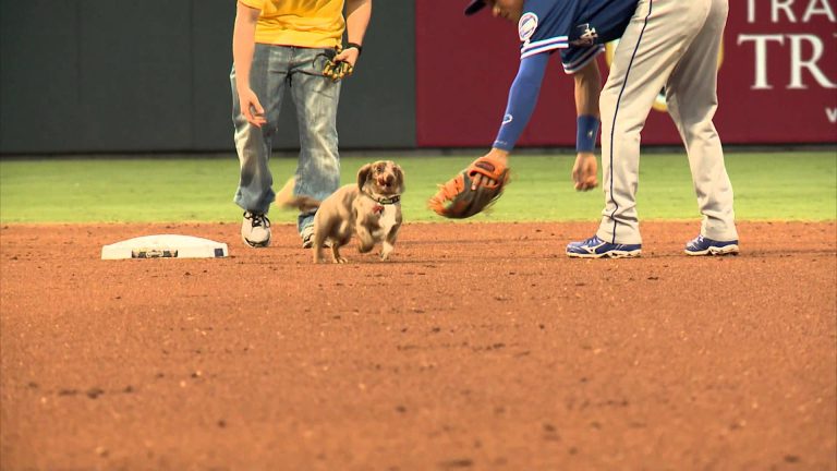 This Is My Favourite Sports Video Of 2015. Bring On The Wiener Schnitzel Weenie Dog Race!