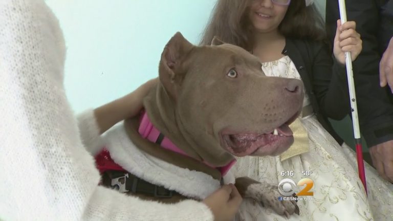 Two Blind Sisters Adopt A Disabled Dog And It’s Suddenly Very Dusty In Here