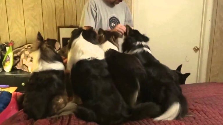 Dog Switches Places in Treat Line to Get An Extra One