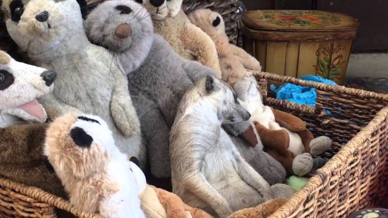 This Meerkat Falls Asleep In A Basket Of Stuffed Animals, And It’s Adorable