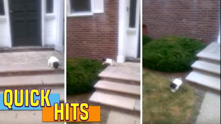 Puppy Afraid Of Stairs Finds A Better Way