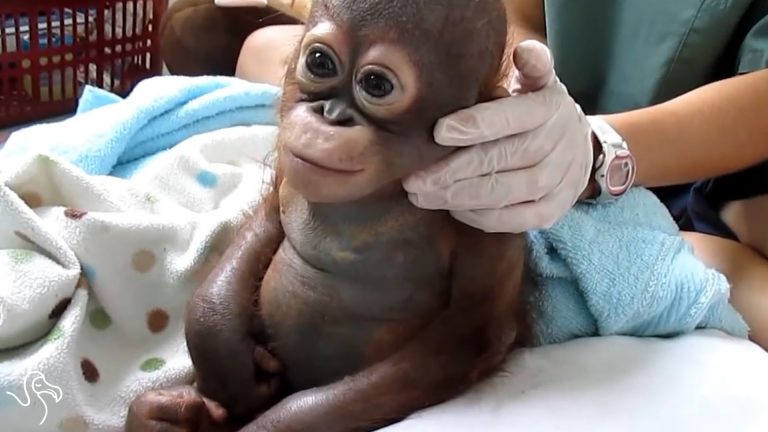 Little Budi the orangutan didn’t have the best of starts, but is feeling great now