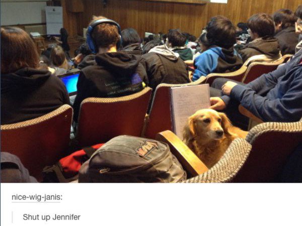 Why schools have gone to the dogs.