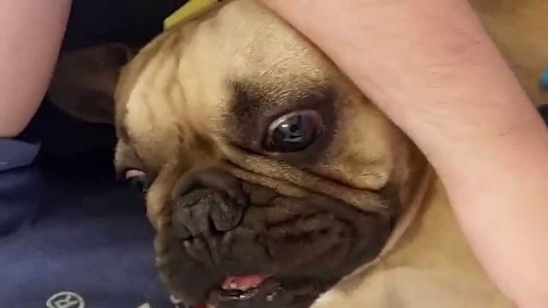 French Bulldog Struggles to Eat Pasta