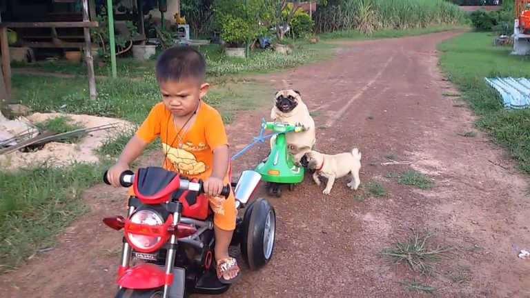Little pug really, really, REALLY wants to ride on this motorcycle