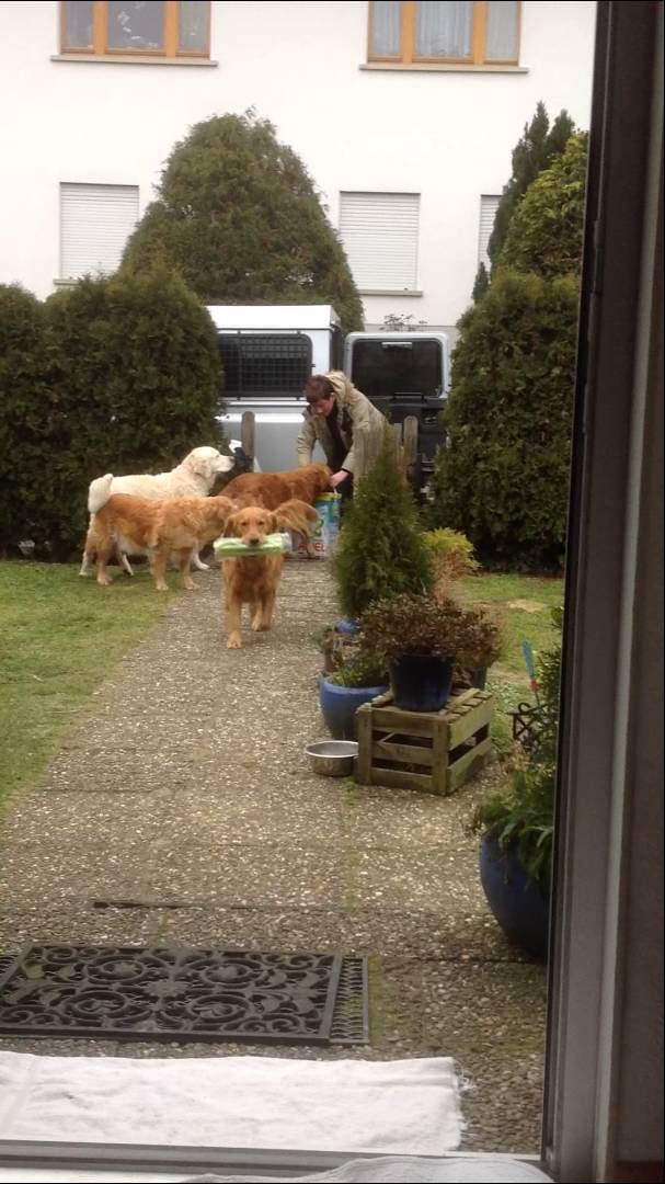 These Amazing Golden Retrievers Are REALLY Retrievers, Especially When It Comes To Groceries
