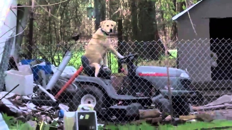 Solemn News Broadcast Interrupted By A Dog On A Lawnmower