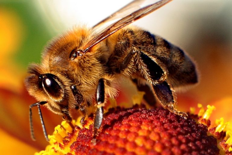 Listen To This Song Created By 40,000 Bees