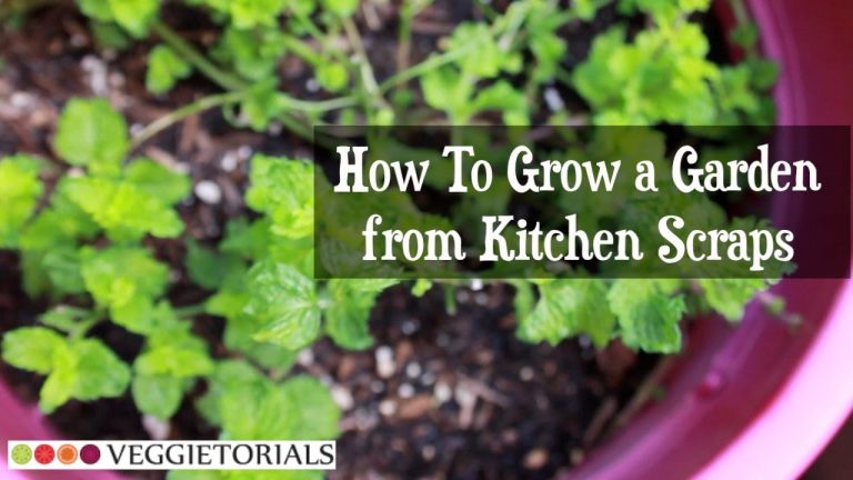 How-to Grow a Vegetable Garden from Kitchen Scraps