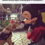 cute-autism-training-dog-Disneyland-Mickey