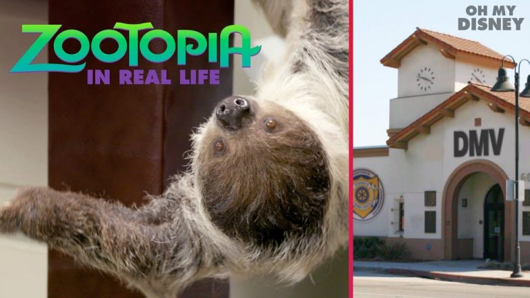 Disney Brings ‘Zootopia’ to Life with Real Sloths At A DMV