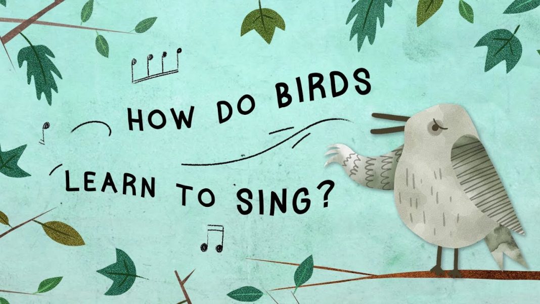 How Birds Learn Songs That Eric Alper