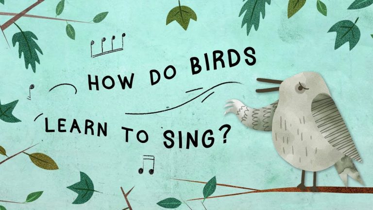 How Birds Learn Songs