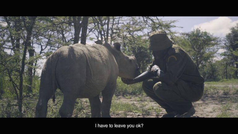 The Last Male Standing, A Powerful Film About the Caretakers of Sudan, the Last Northern White Rhino