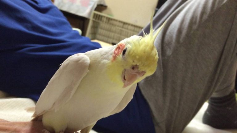 A Cockatiel Performs Queen Songs While Sitting on Arm of a Freddie Mercury Doll. Of Course.