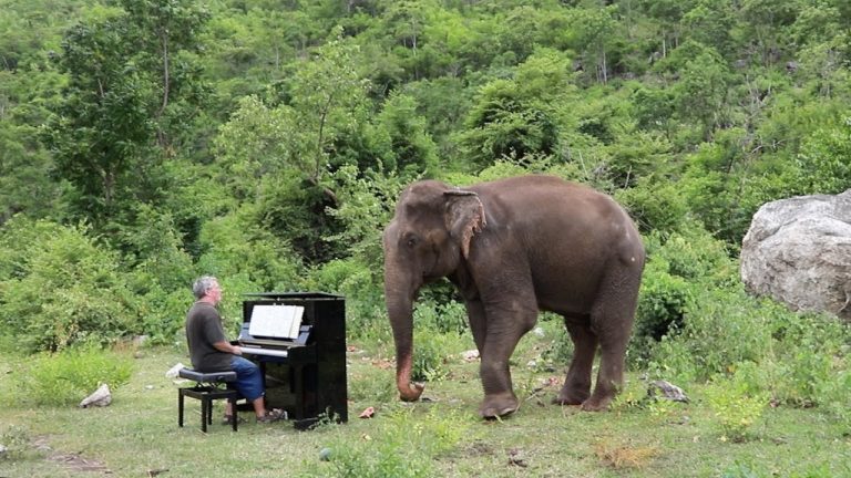 Pianist Plays Classical Music For Blind Elephants At Thailand’s Sanctuary