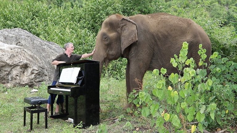 Man Plays Debussy “Clair de Lune” For 80-Year-Old Elephant